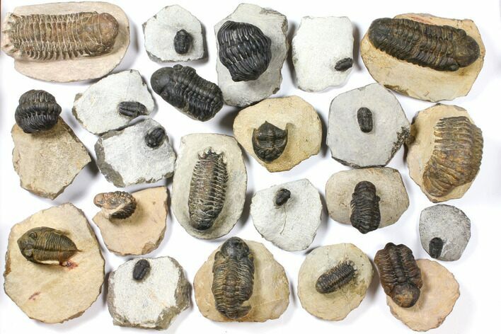 Lot: Assorted Devonian Trilobites - Pieces #120383